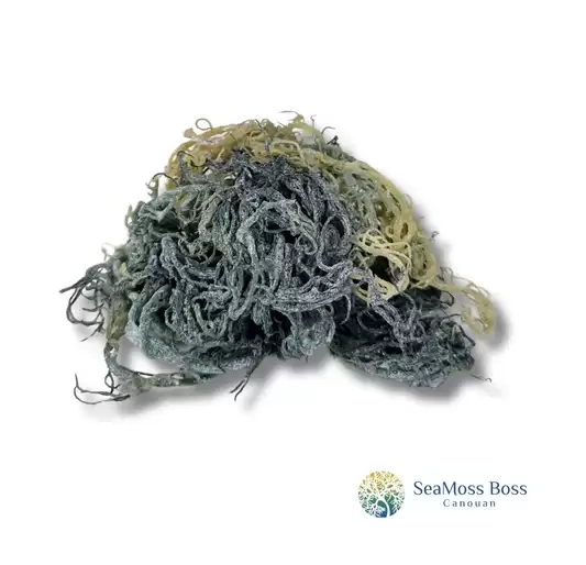Green SeaMoss