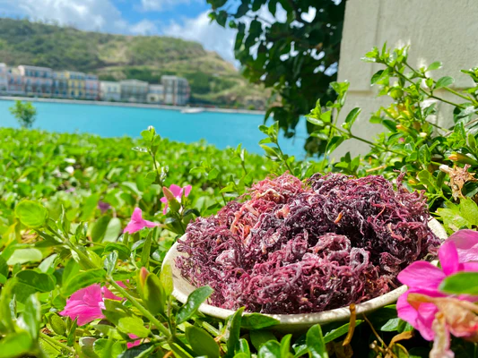 Purple SeaMoss - Image 3