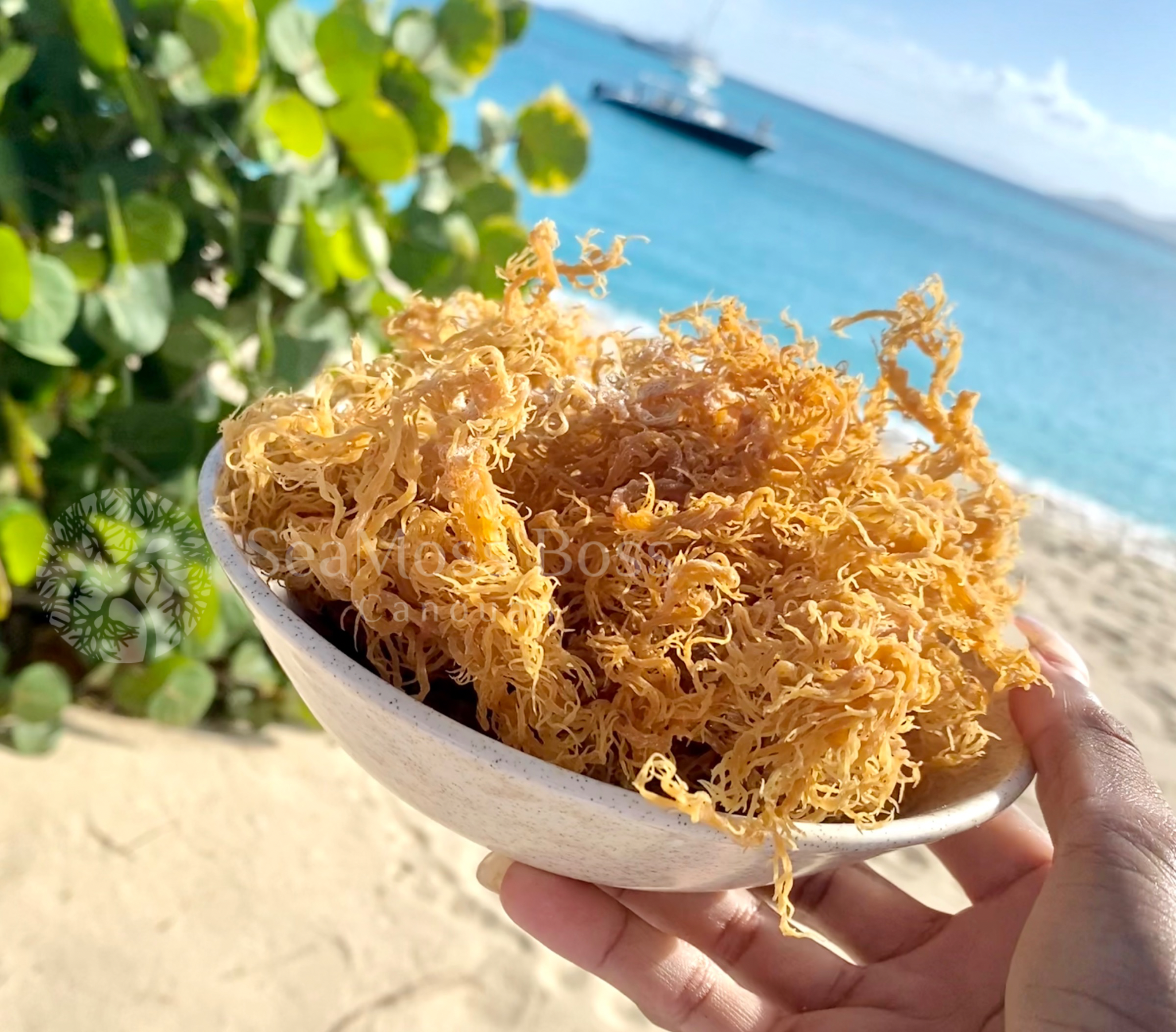 Gold SeaMoss (Bulk) - Image 4